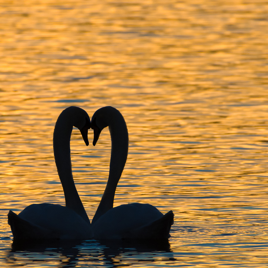 Zwanen01